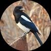 madammagpie